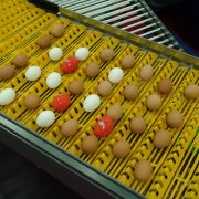 Wireless egg node on conveyor